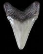 Chubutensis Tooth - Megalodon Ancestor #40033-1